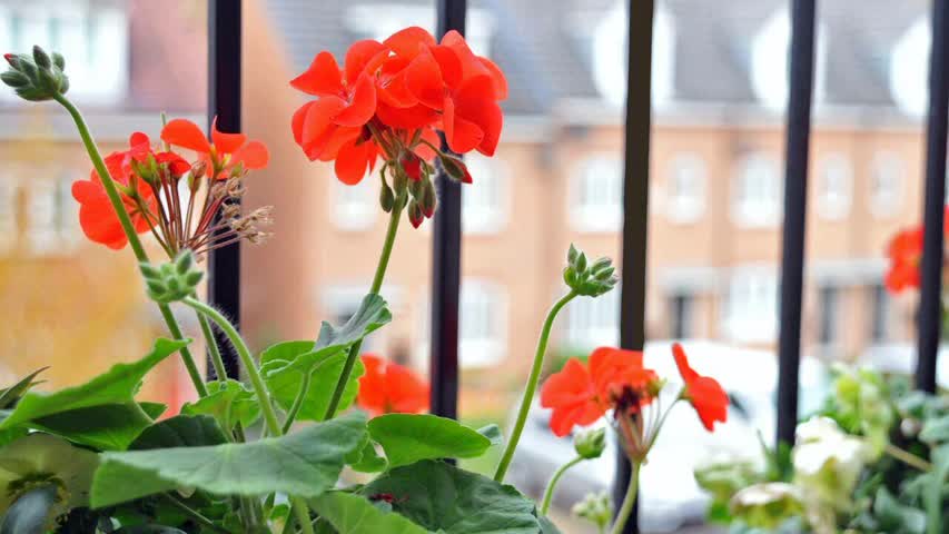 Фото - Россиян предупредили о штрафах за цветы на балконе