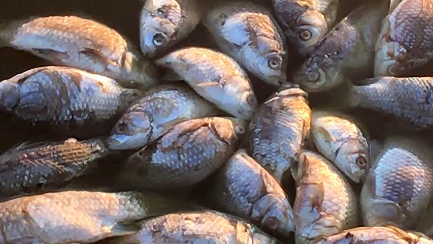 Фото - В Европе вдоль берега реки нашли 10 тонн мертвой рыбы