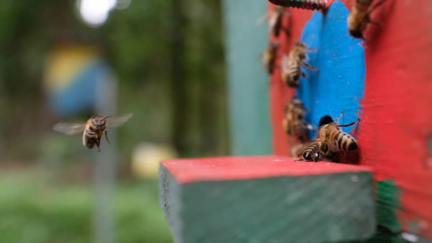 Фото - В российском регионе произошла массовая гибель пчел