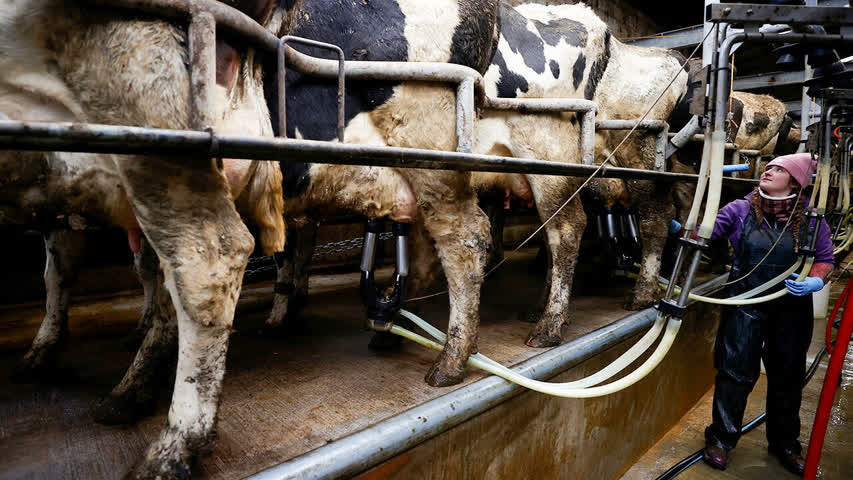 Фото - Британцам пообещали перекрыть доступ к молоку в знак протеста