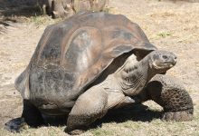 Фото - Галапагосские и шпороносные черепахи в Московском зоопарке переехали на